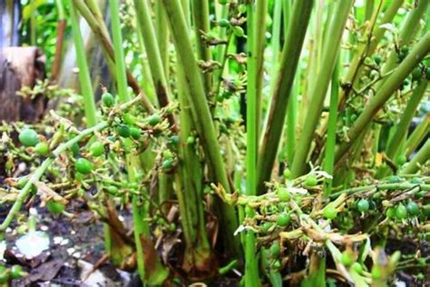 Cardamom Plant at ₹ 100/piece | cardamom plant in Idukki | ID: 19467412755