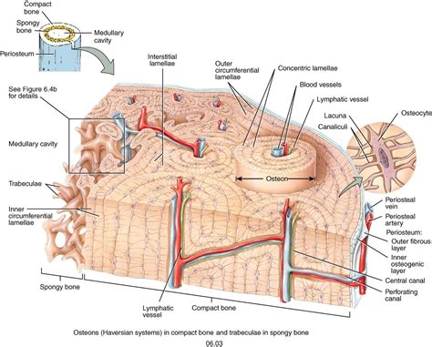 Compact Bone Diagram Endosteum : endosteum and periosteum - Google Search | Yellow bone ...