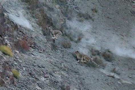 A Year in a Snow Leopard’s Life