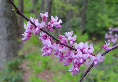 Cercis canadensis (redbud): Go Botany