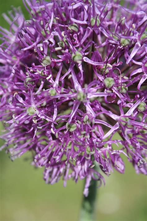 Flower garlic stock image. Image of green, life, blooms - 24873981