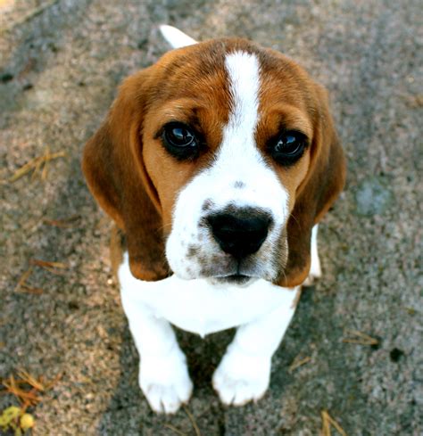 cutest beagle ever! | Videos de animales chistosos, Animales chistosos, Animales gif