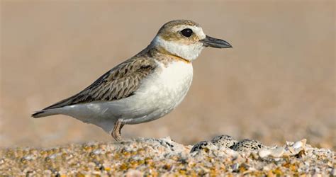 Wilson's Plover Identification, All About Birds, Cornell Lab of Ornithology