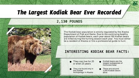 World Record Kodiak Bear Size