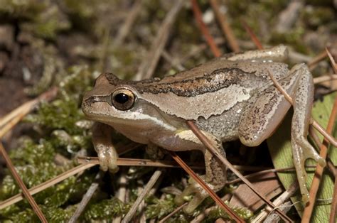 Southern Brown Tree Frog - ClimateWatch Australia- Citizen Science App