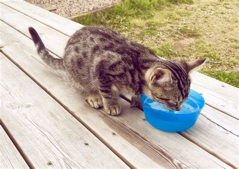 Free stock photo of cat, drinking, drinking water