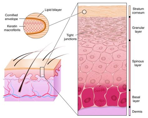 JCI - Epidermal barrier formation and recovery in skin disorders