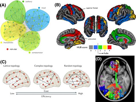 Characteristic network properties of brain graphs. A, Brain graphs are... | Download Scientific ...