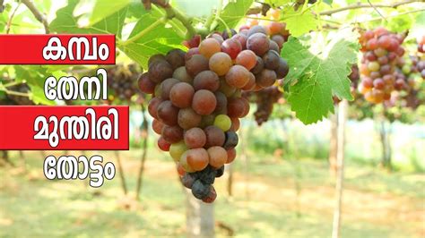 GRAPE FARM kambam theni 2019 - YouTube