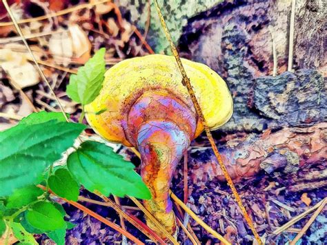 Rainbow Mushroom Photograph by Artistocratic Space - Fine Art America