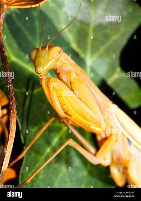 Praying Mantis - Italy Stock Photo - Alamy