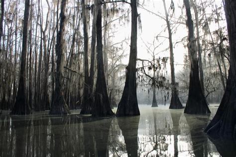 Backwater Jack’s - Big Cypress Bayou | Paddling.com