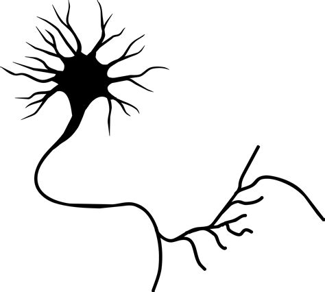 Free Neuron Cliparts, Download Free Neuron Cliparts png images, Free ...