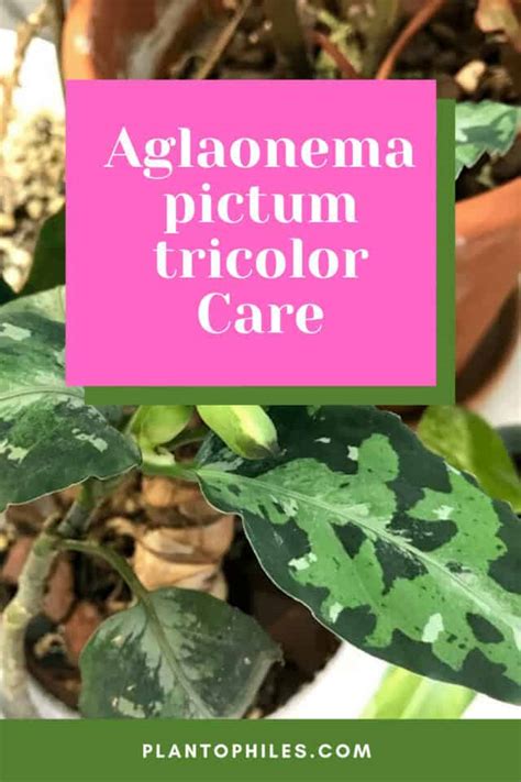 Aglaonema Pictum Tricolor Care - #1 Best Guide