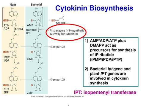 PPT - Biol 352 Lecture 6 Cytokinins: Regulators of Cell Division January 24, 2007 PowerPoint ...