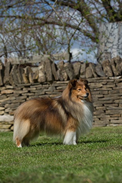 Shetland Sheepdog | Breeds A to Z | The Kennel Club