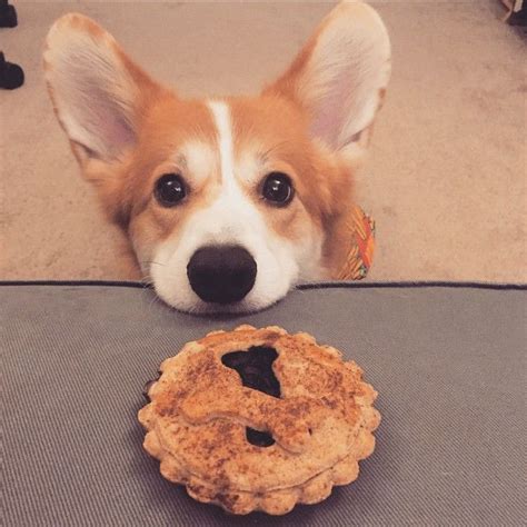 1000+ images about Corgis Love Food and Treats on Pinterest | Posts, Corgis and Can i eat