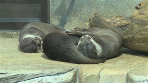 Brights Zoo becomes first zoo in Tennessee to receive accreditation