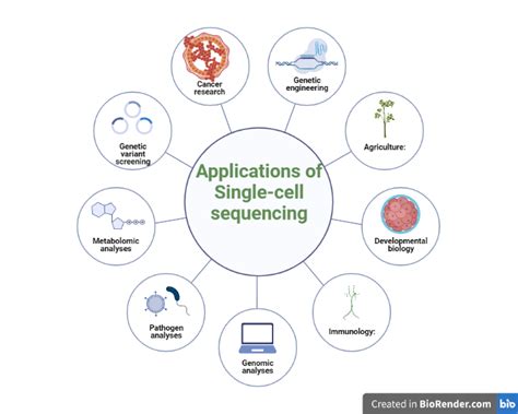 Single cell sequencing- Introduction, Principle, Types, Discovery, Workflow, Applications ...