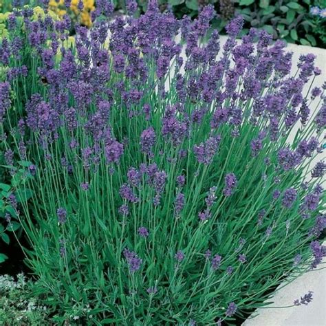 'English' Lavender | Full sun (H) 1-2' (W) 1' Bloom: late spring to early summer Zone 5-8 ...