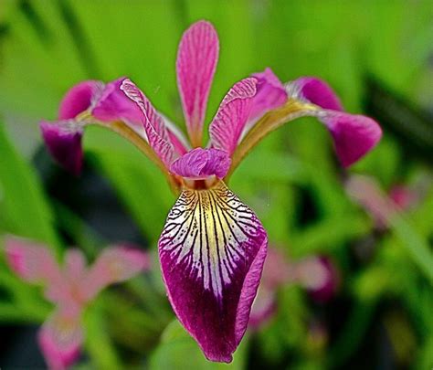 versicolor iris - Google Search | Iris, Plants, Garden