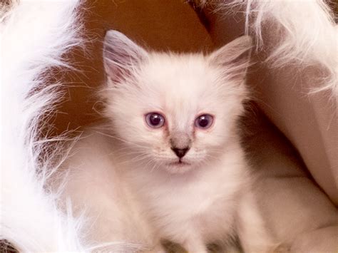 Ragdoll/Maine Coon Mix Kitten by TeamAlphari on DeviantArt