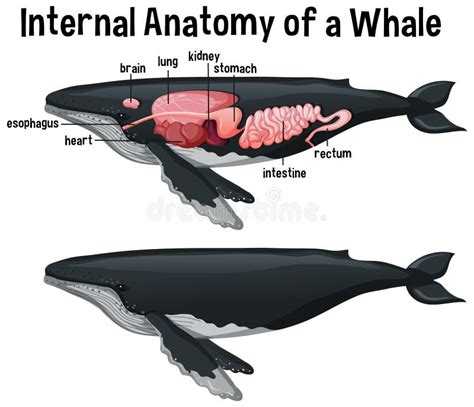 Whale Heart Anatomy