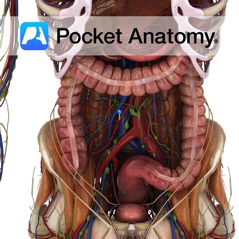 Superior mesenteric artery - Pocket Anatomy