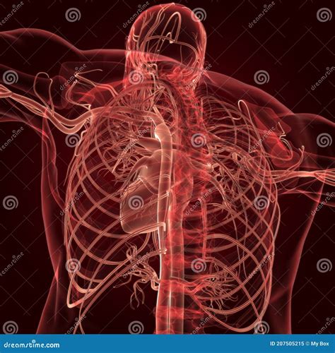 Human Heart with Circulatory System Anatomy for Medical Concept 3D ...