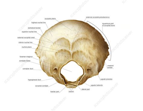 Occipital bone, artwork - Stock Image - C020/8392 - Science Photo Library