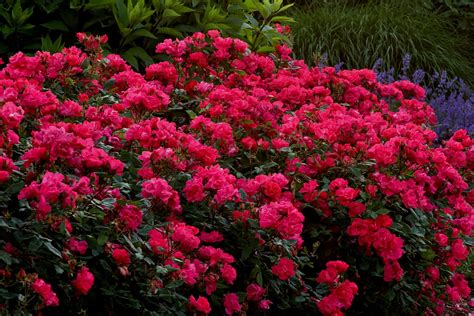 Shrub Roses — Sunnyside Nursery