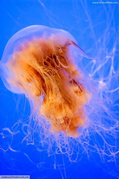 Lion's Mane Jellyfish Facts, Pictures, Information & Video