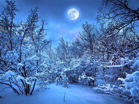 Winter Forest at Night, forest, moon, snow, nature, trees, night ...