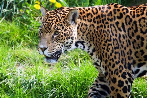 Osa Peninsula is Key Site for Jaguar Conservation in Costa Rica | Enchanting Costa Rica