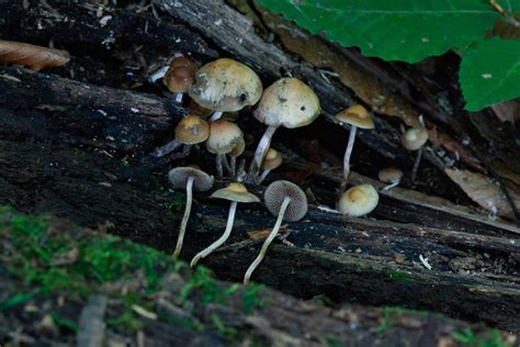 Meet Psilocybe caerulipes—A Forager's Delight | DoubleBlind Mag