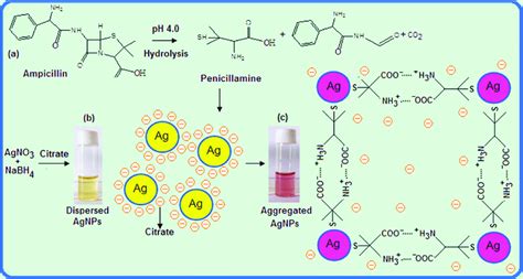 Schematic of the mechanism involved in the detection of ampicillin... | Download Scientific Diagram