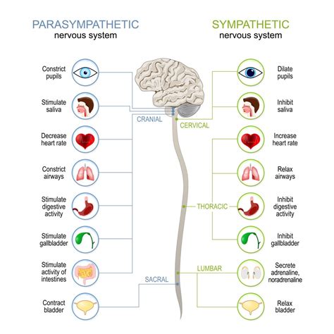 How To Treat A Concussion | Concussion Sef-Care & Supportive Therapy