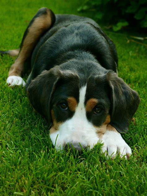 Great Swiss Mountain Dog! So cute. Mans Best Friend, Best Friends ...