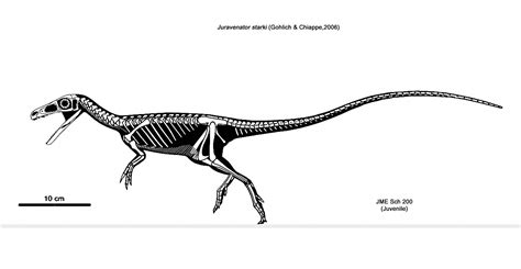 Juravenator starki - Beschreibung, Dinodata.de