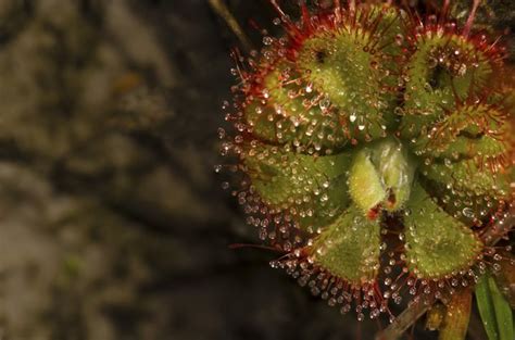 Facts About the Sundew Plant | Hunker