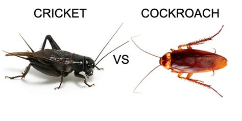 cricket-vs-cockroach - Pest Hacks