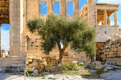 Athena's Sacred Olive Tree alongside the Erechtheion near the Parthenon ...