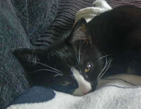 Missing Canterbury kitten 'had face cut off'