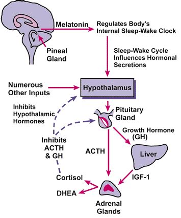 Melatonin and the Pineal Gland | Online Homework Help | SchoolWorkHelper