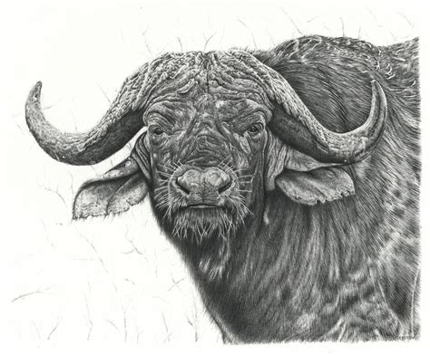 Donated my Cape Buffalo Pencil Drawing to Chengeta Wildlife - Imgur Pencil Art, Pencil Drawings ...