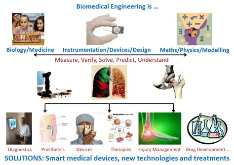 What to expect in Biomedical Engineering – Faculty of Engineering Part ...