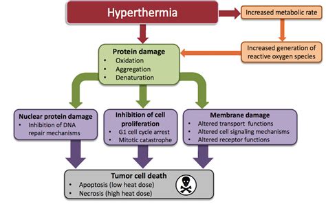 Localized Hyperthermia - Conners ClinicConners Clinic