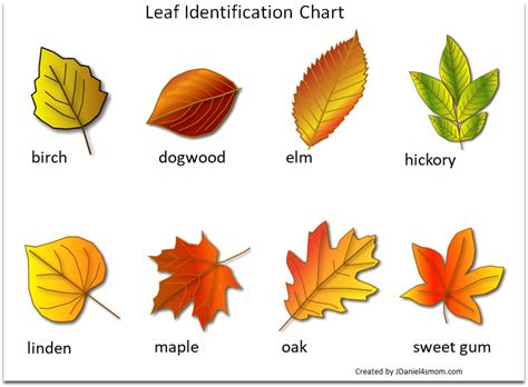 Printable Leaf Identification Chart | Leaf identification chart, Leaf ...