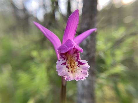 Arethusa bulbosa (Dragon's Mouth Orchid) : r/Wildflowers