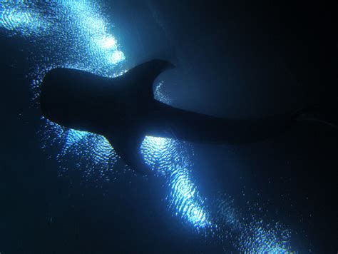 whale shark silhouette | a whale shark swimming over people'… | Flickr - Photo Sharing!
